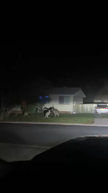Kangaroos out at night