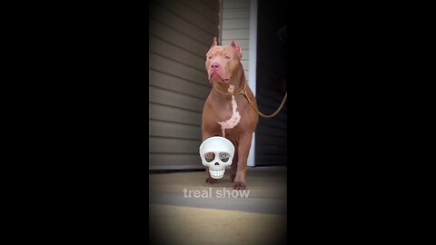 PITBULL CAN'T BE SCARY