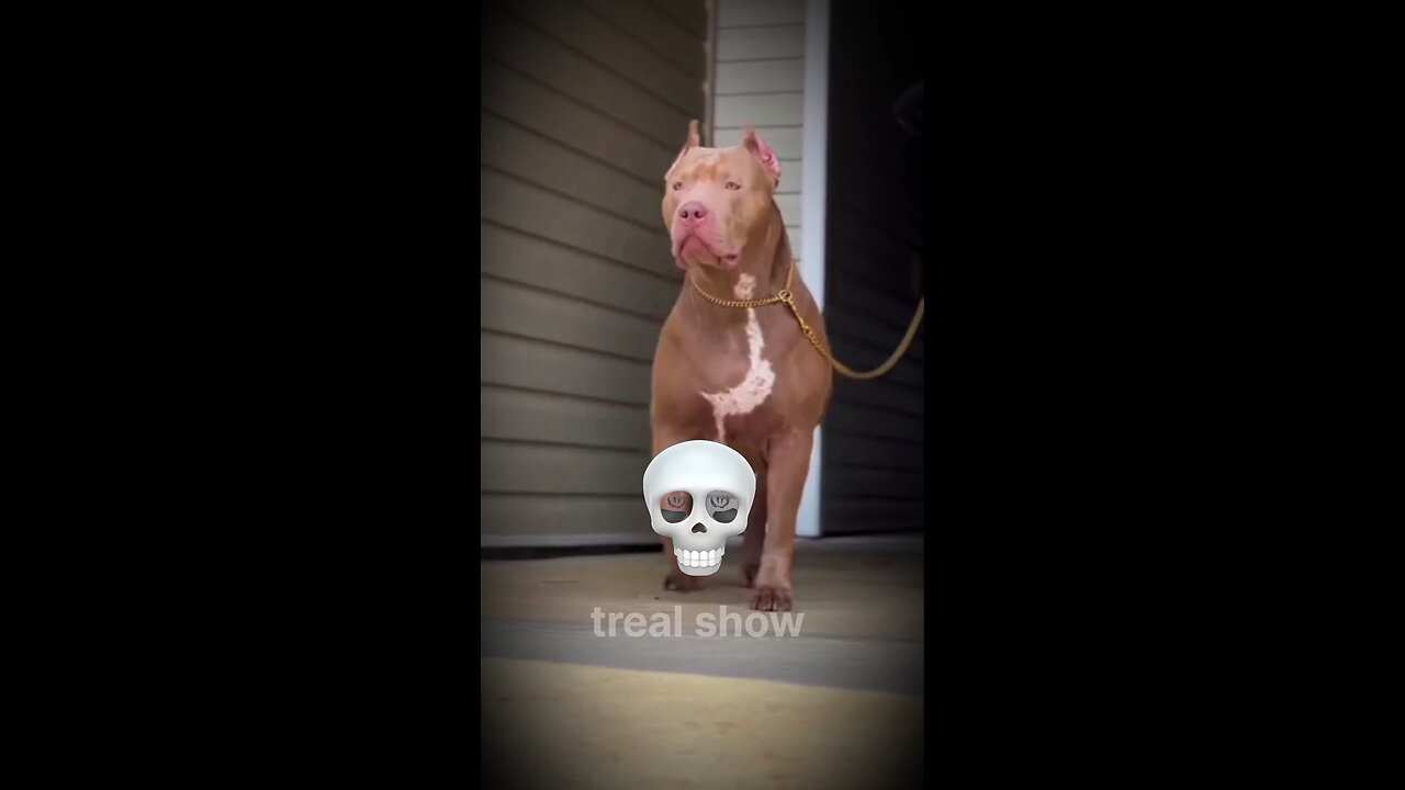 PITBULL CAN'T BE SCARY