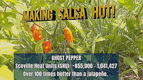MAKING SALSA HOT WITH GHOST PEPPERS