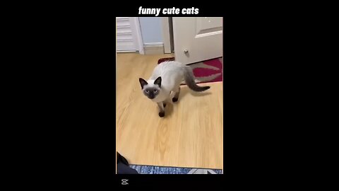 cute 🥺 funny cat 🐈😺