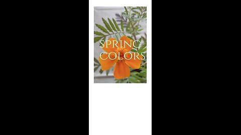 Spring Colors