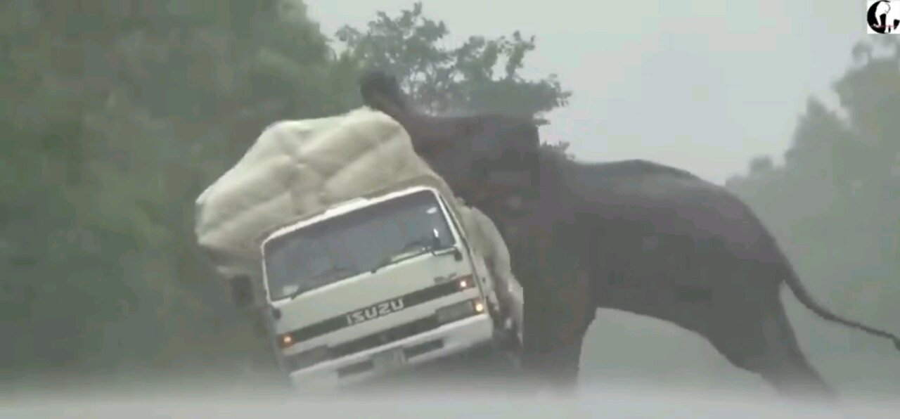 Elephant attacks truck on forest road.