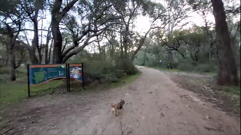 Quiet Walk in Bold Park at Dusk. Walking with My Dog + Dark ambient