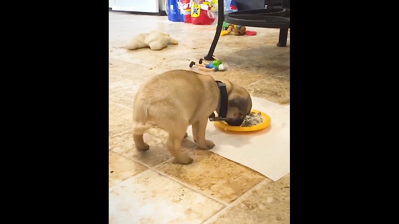 funny animal