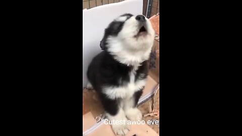 😂 Crying Laughing! This AI Puppy's Finger is INSANE, and the Ending is UNBELIEVABLE!
