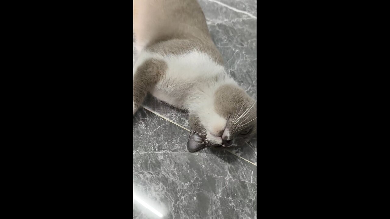 เหมียวน้อย