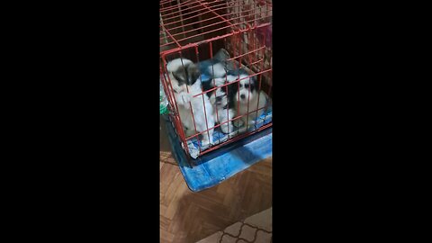 puppies eat