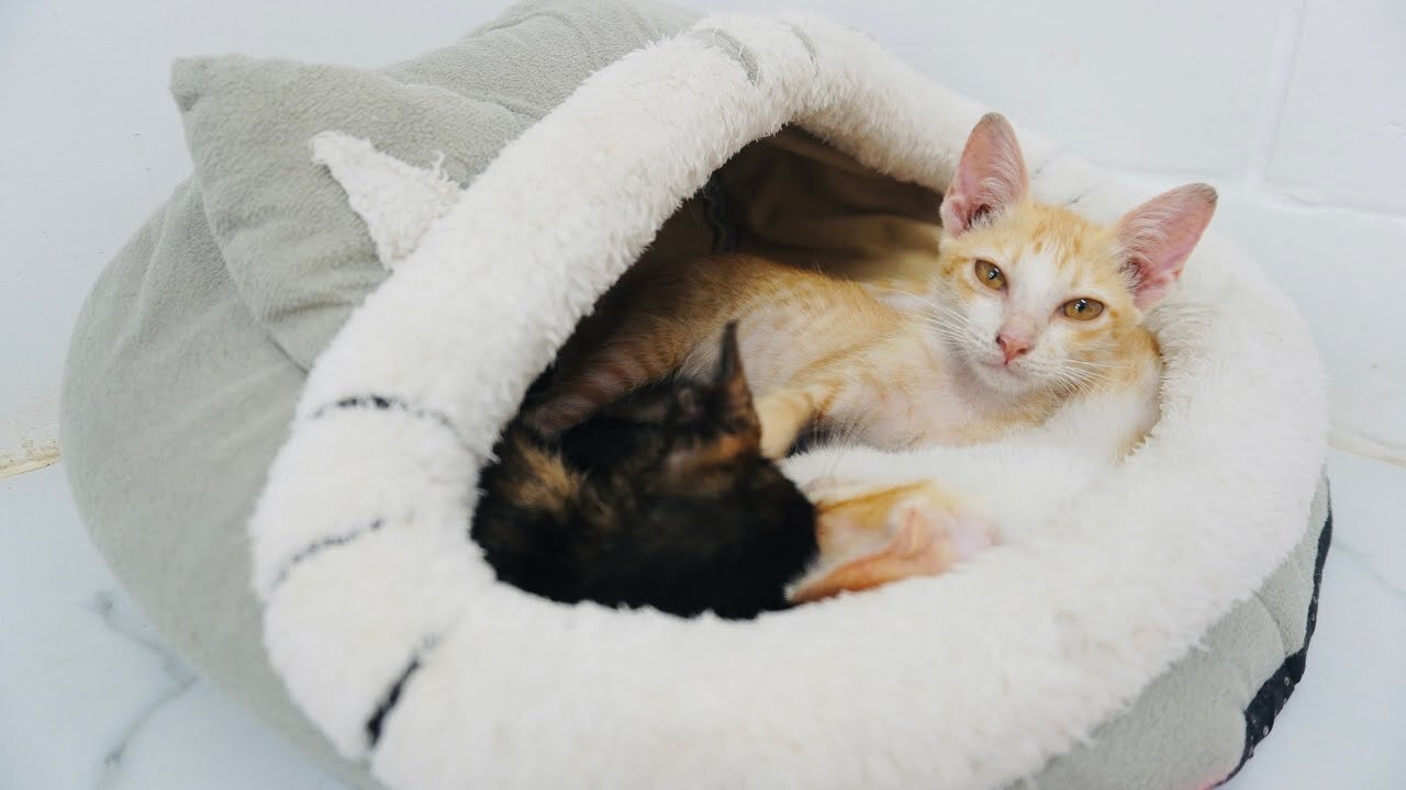 So heartwarming! The Recuse Kittens siblings love each other! They sleep together in a blanket