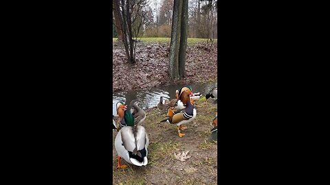beautifull duck