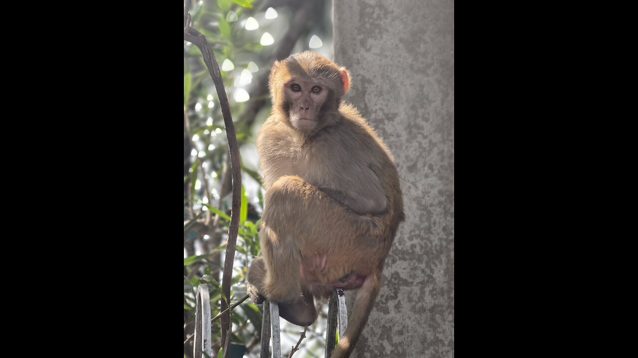 Fun with monkey gone wrong