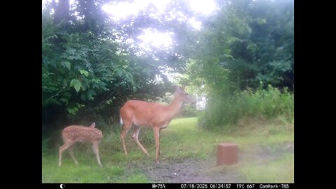 Deer Cam 07-18-2025 Game Cam Trail Cam