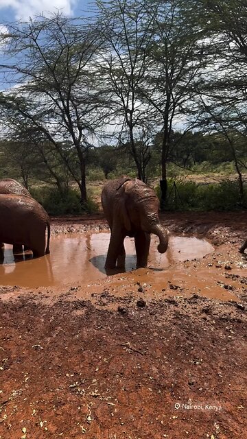 Elephants 🐘 in Nairobi Kenya 🇰🇪