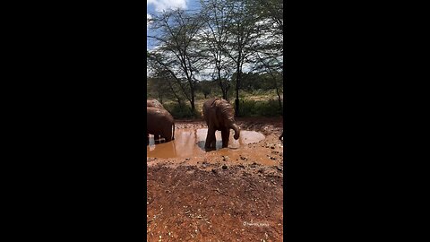 Elephants 🐘 in Nairobi Kenya 🇰🇪