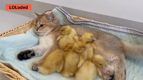 Heartwarming Heroes: Two Adorable Kittens ! 🐱🦆❤️