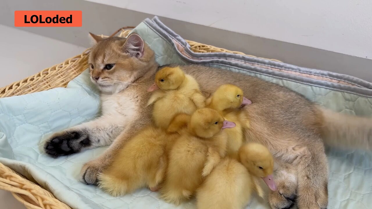 Heartwarming Heroes: Two Adorable Kittens ! 🐱🦆❤️