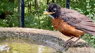 Robin Splashing in the Bath