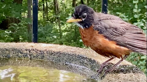 Robin Splashing in the Bath