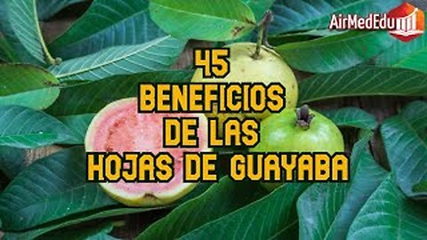 45 Beneficios de las Hojas de Guayaba