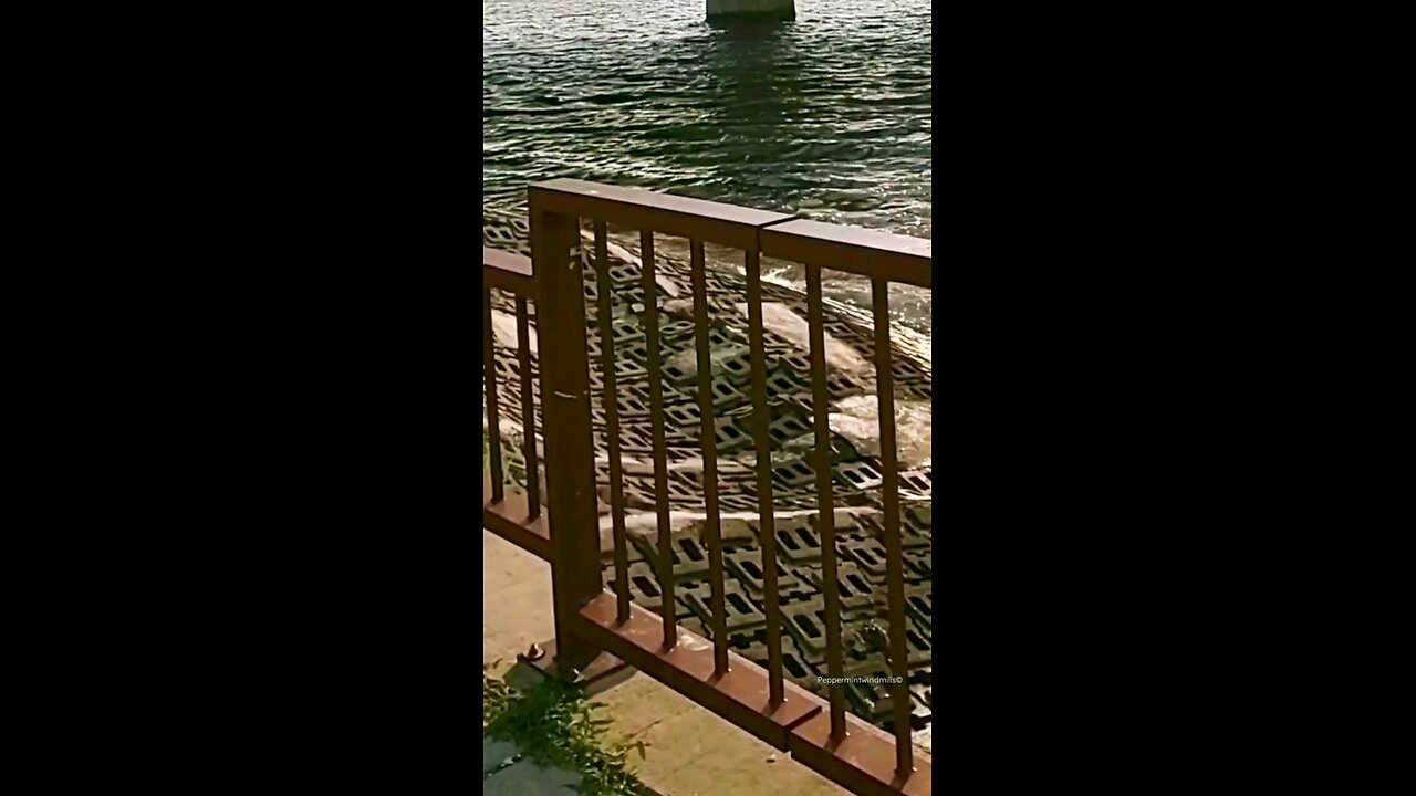 The sway of the bay on a bright sunny ☀️ day