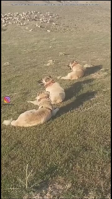 duniya ka sabse Khatarnak janwar kaun sa hai