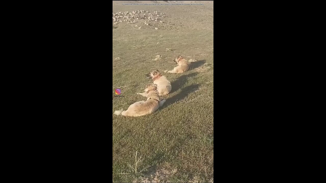 duniya ka sabse Khatarnak janwar kaun sa hai