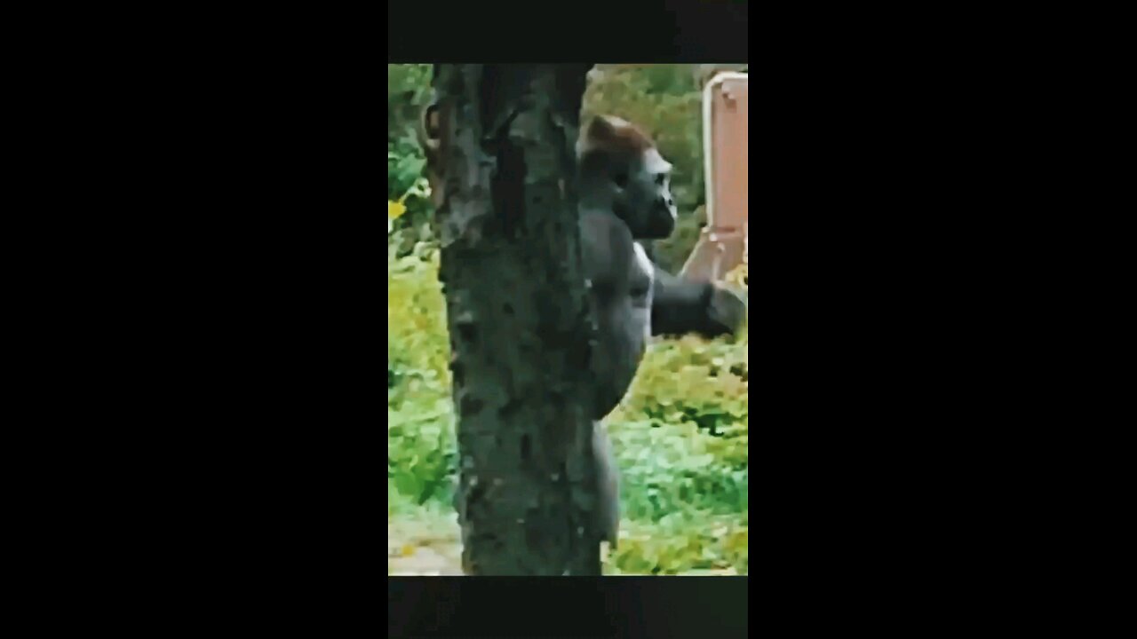 King of the Jungle – Gorilla’s Swag! 🦍🔥