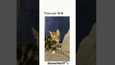 Funny animals 2024😂- Funniest Cats and Dogs Video😹🐶 #3