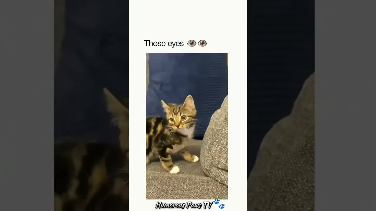 Funny animals 2024😂- Funniest Cats and Dogs Video😹🐶 #3