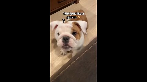 If Your Dog Could Talk… They’d Roast You for These!