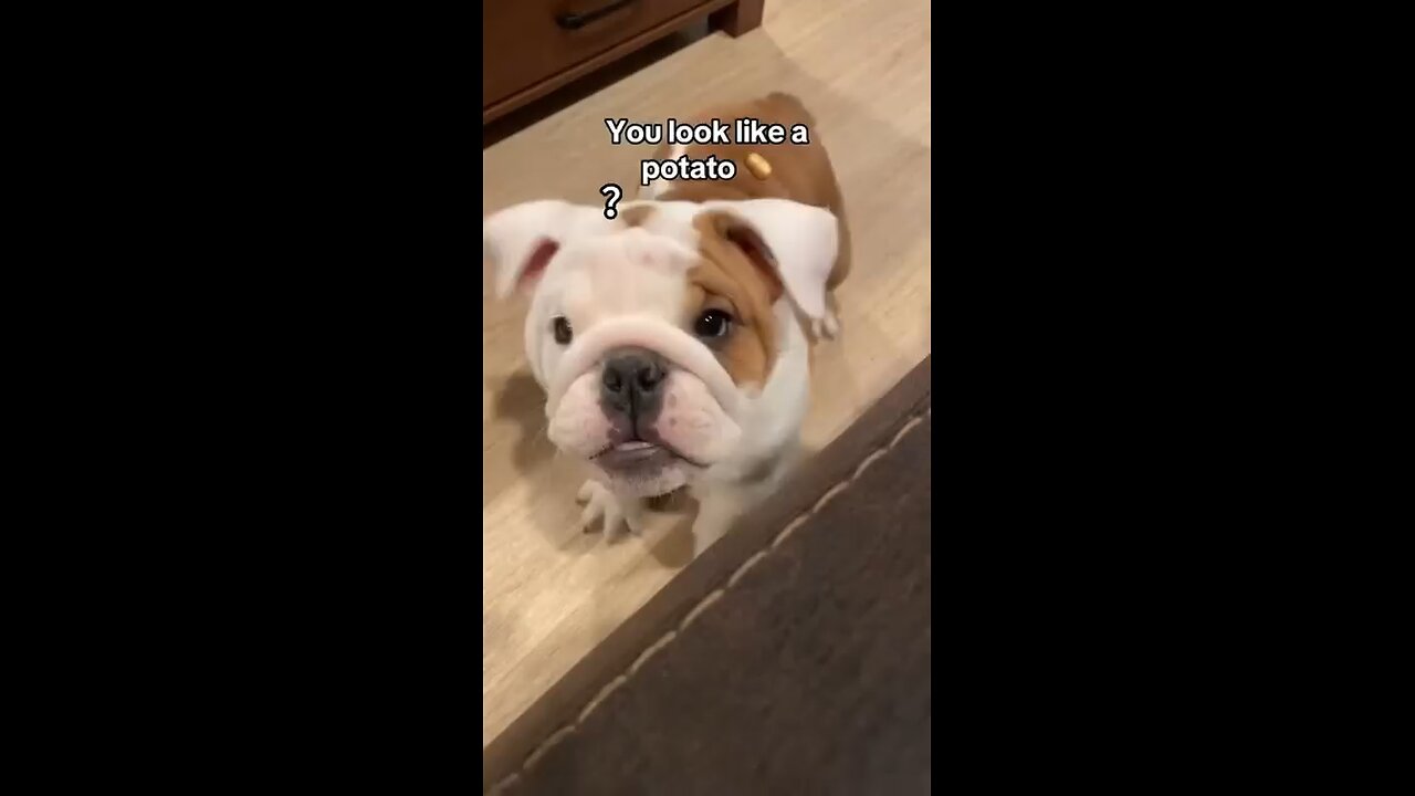If Your Dog Could Talk… They’d Roast You for These!