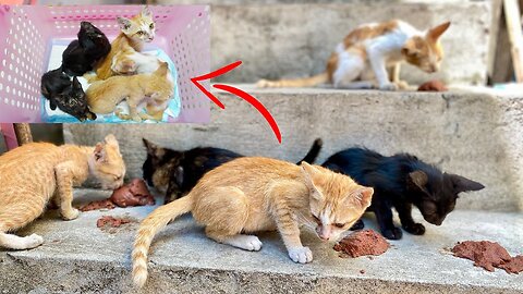 Rescue Five abandoned Kittens From The Pagoda! And One of them always Convulsion