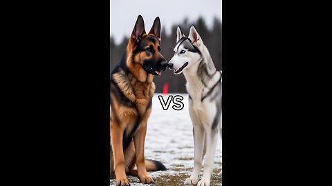 Rottweiler Puppy vs Pitbull puppy