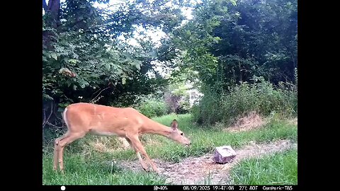 Deer Cam 08-09-2025 Does Checking Wind Game Cam Trail Cam