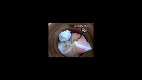 Love All Life Always #163 - Make An Amish Zeer Pot (It’s Easy!) Keeps Food Cold With No Electricity!