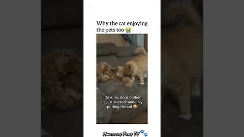The Way This Dog Reacted… I’m Done!