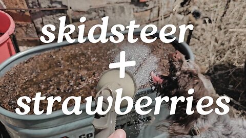 Kicking the Strawberries outside with help from the Skidsteer...