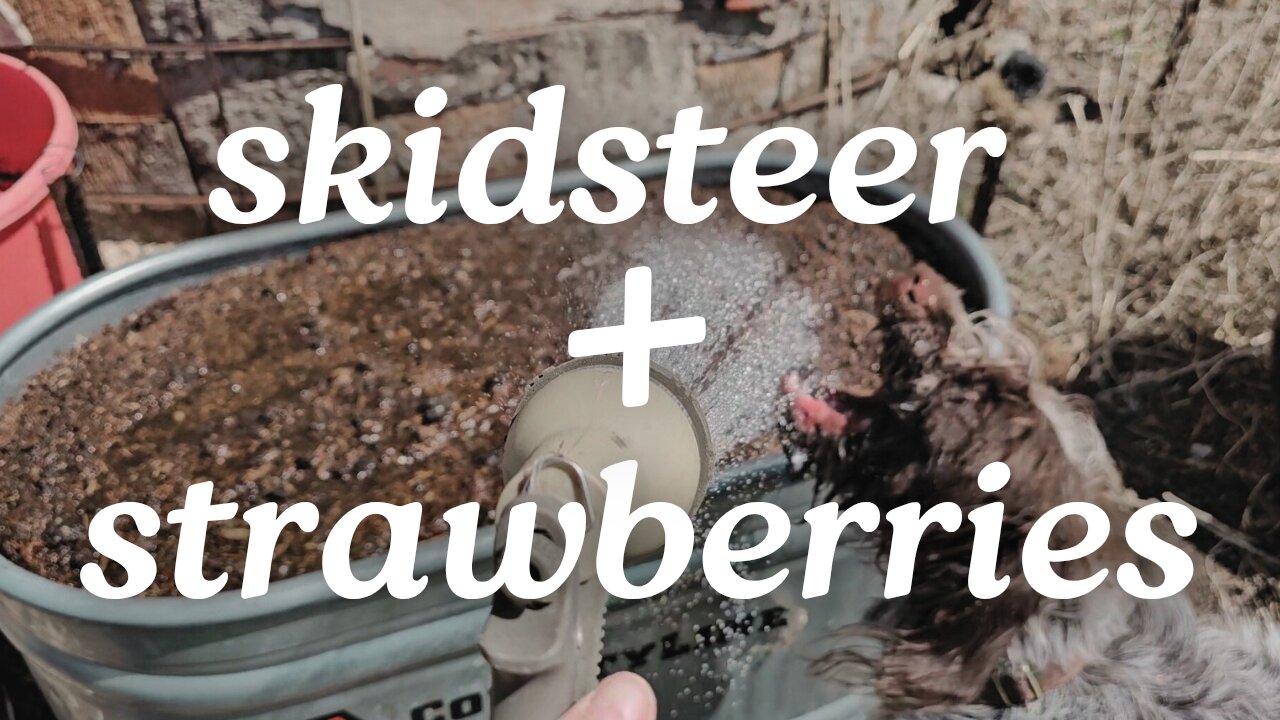 Kicking the Strawberries outside with help from the Skidsteer...