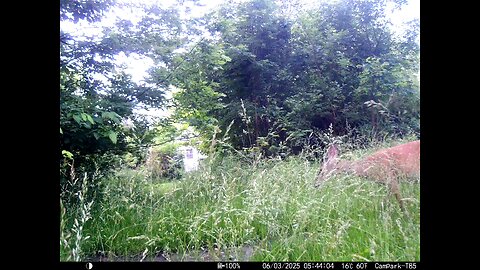Deer Cam 06-03-2025 Game Camera Trail Camera