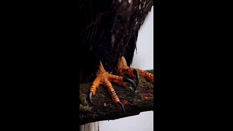 eagle