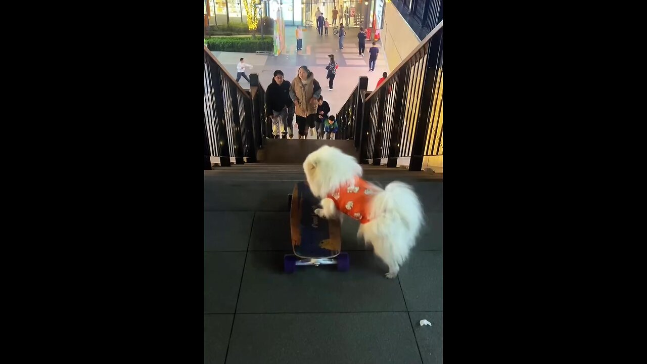Original Video/ I don’t expect that Dog really can do this🫡😅