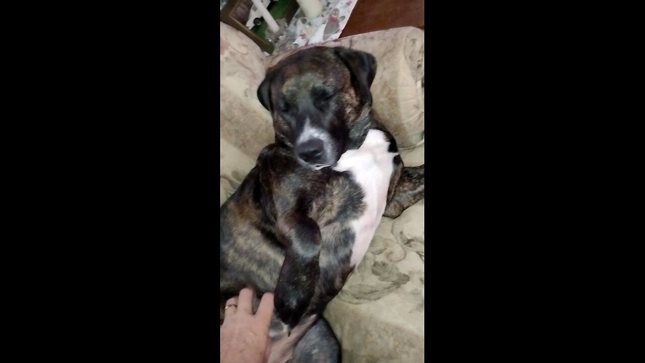 Cute dog, "Jojo"
