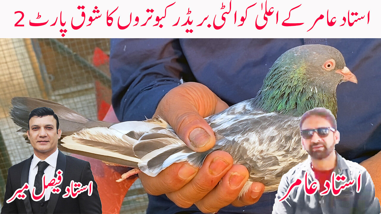 Ustad Amir's High Class Breeder Pigeons Part 3 Watch In HD Urdu/Hindi