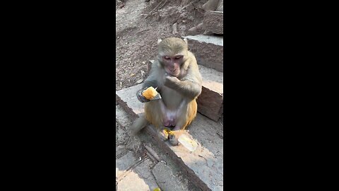 Funny monkey #63