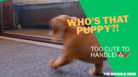 Puppy Sees His Reflection… and Freaks Out Adorably 😂🐾 | Funny Animal Short