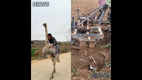 One person is lifting onions with the help of a machine. Another is riding on a camel's back.