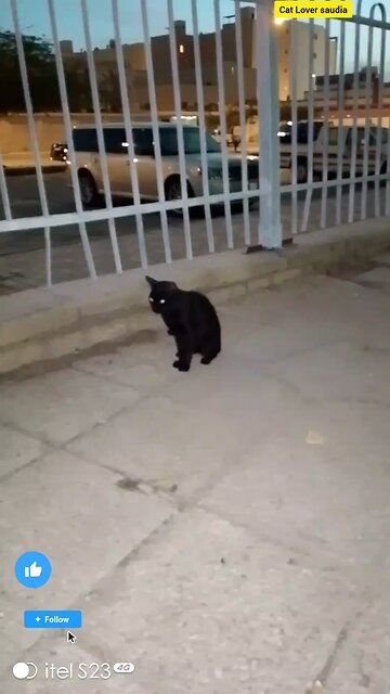 "Embracing the mystery and magic of my black cat 🖤🐾 #BlackCatLove #LuckyCharms #FelineMagic"