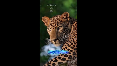 sri lankan wild tiger