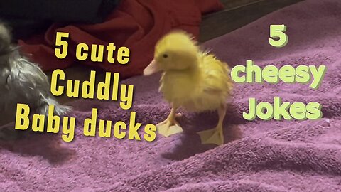 5 Baby Ducks Drying Off After a Bath 🦆💦 + 5 Very Cheesy Duck Jokes