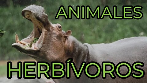 Animales Herbívoros-Herbivorous Animals: Do They Only Eat Plants? The Truth Will Surprise You!